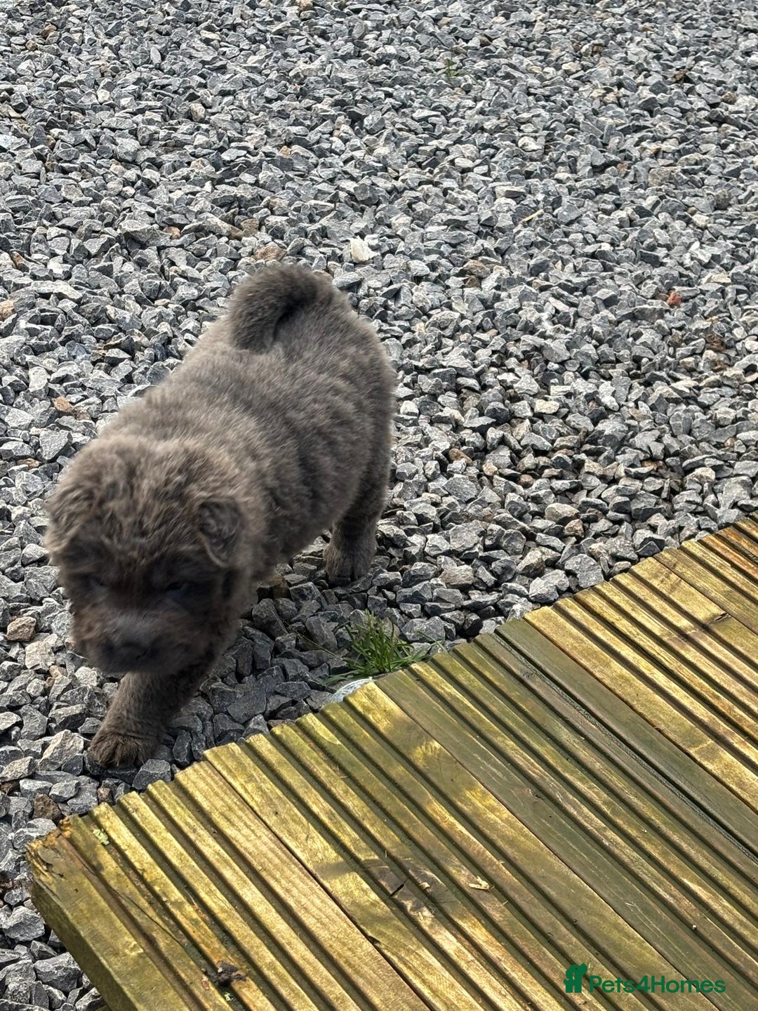 Shar Pei dogs for sale: Beautiful shar pei puppys  - Advert 4