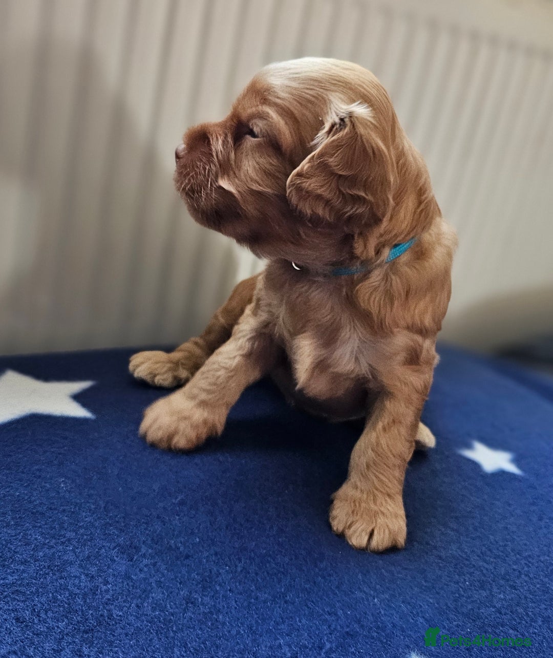 Cockapoo dogs for sale: Beautiful Chunky f2 Cockapoo Puppies  - Image 7