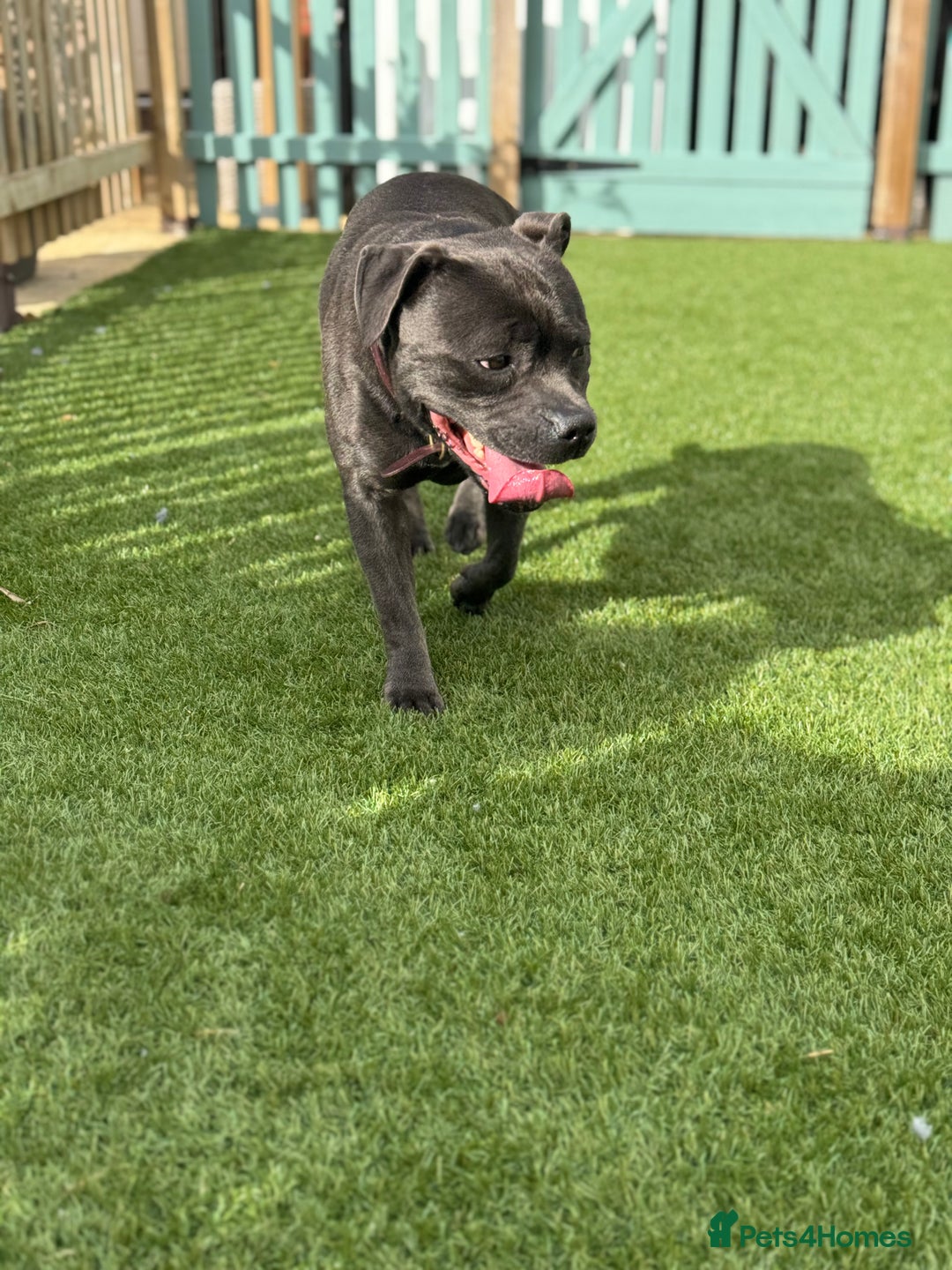 Staffordshire Bull Terrier dogs for sale: BLUE STAFFORDSHIRE BULL TERRIER BITCH  - Advert 9