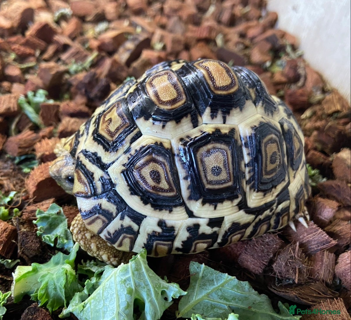 Tortoise reptiles for sale: Leopard Tortoses- Stunning RARE High White Babies - Advert 10