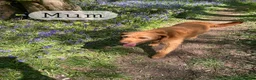 Australian Labradoodle dogs for sale: Miniature Australian labradoodles - Advert 16