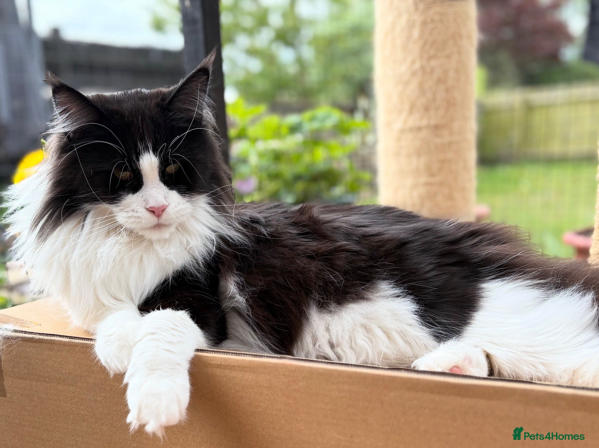 Maine Coon cats Outstanding GCCF Registered Maine Coon Kittens 🐾  - Advert 2