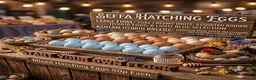 Chickens poultry for sale: Hatching Eggs: pure Serama, Bantam & LF Hybrids - Advert 1