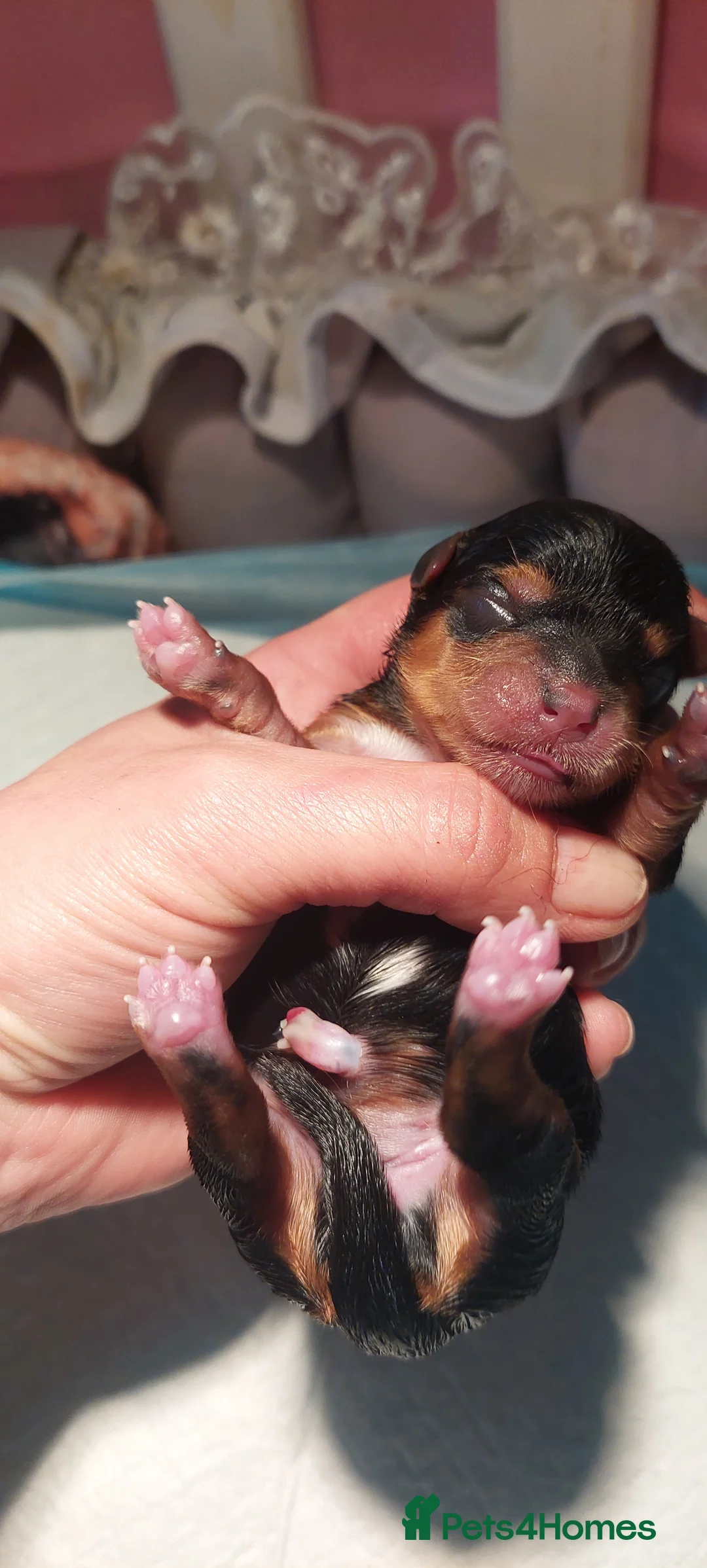 Yorkshire Terrier dogs for sale: Girl yorkshire terrier - Advert 15