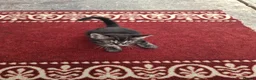 Mixed Breed cats for sale: Mixed Bengal Kittens in Pinner - Advert 2