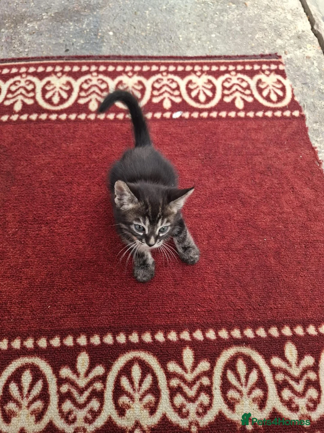 Mixed Breed cats for sale: Mixed Bengal Kittens in Pinner - Advert 2