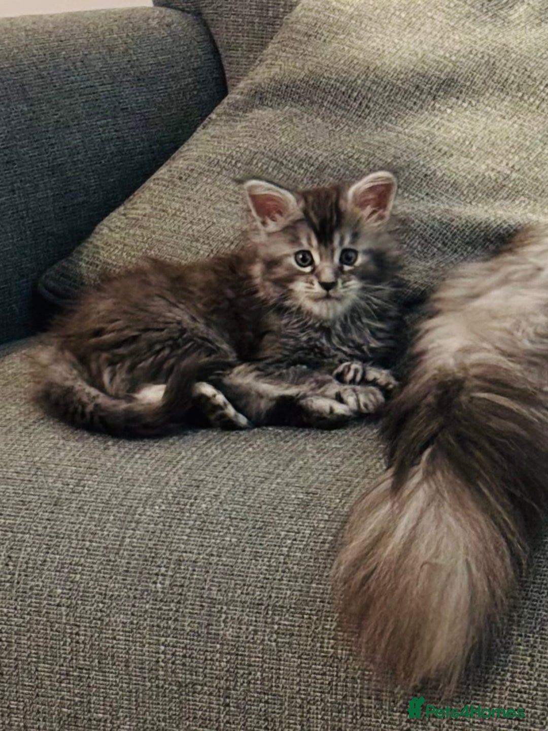 Maine Coon cats for sale: Maine Coon kittens polydactyl/non polydactyl  - Advert 22