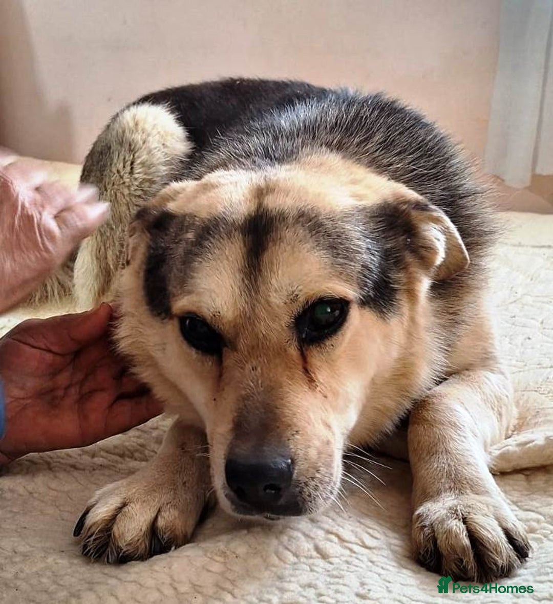 Mixed Breed dogs for adoption: Oldie but Goldie MAX needs a Loving Home - Advert 22