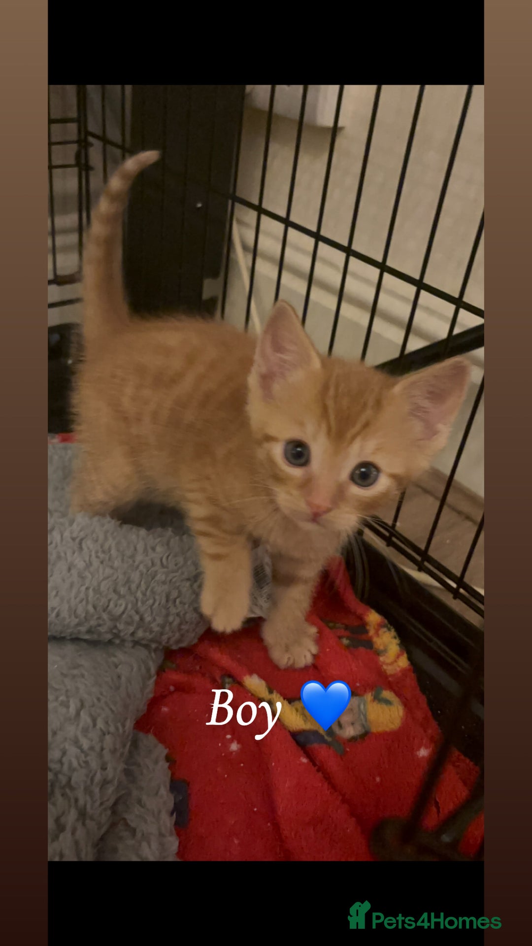 Mixed Breed cats for sale: 8 week old kittens - Advert 2