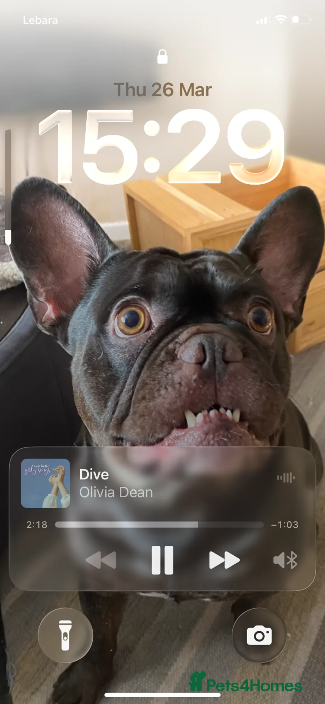 French Bulldog dogs for sale: Gorgeous chocolate brown French bulldog age 4yr - Advert 2