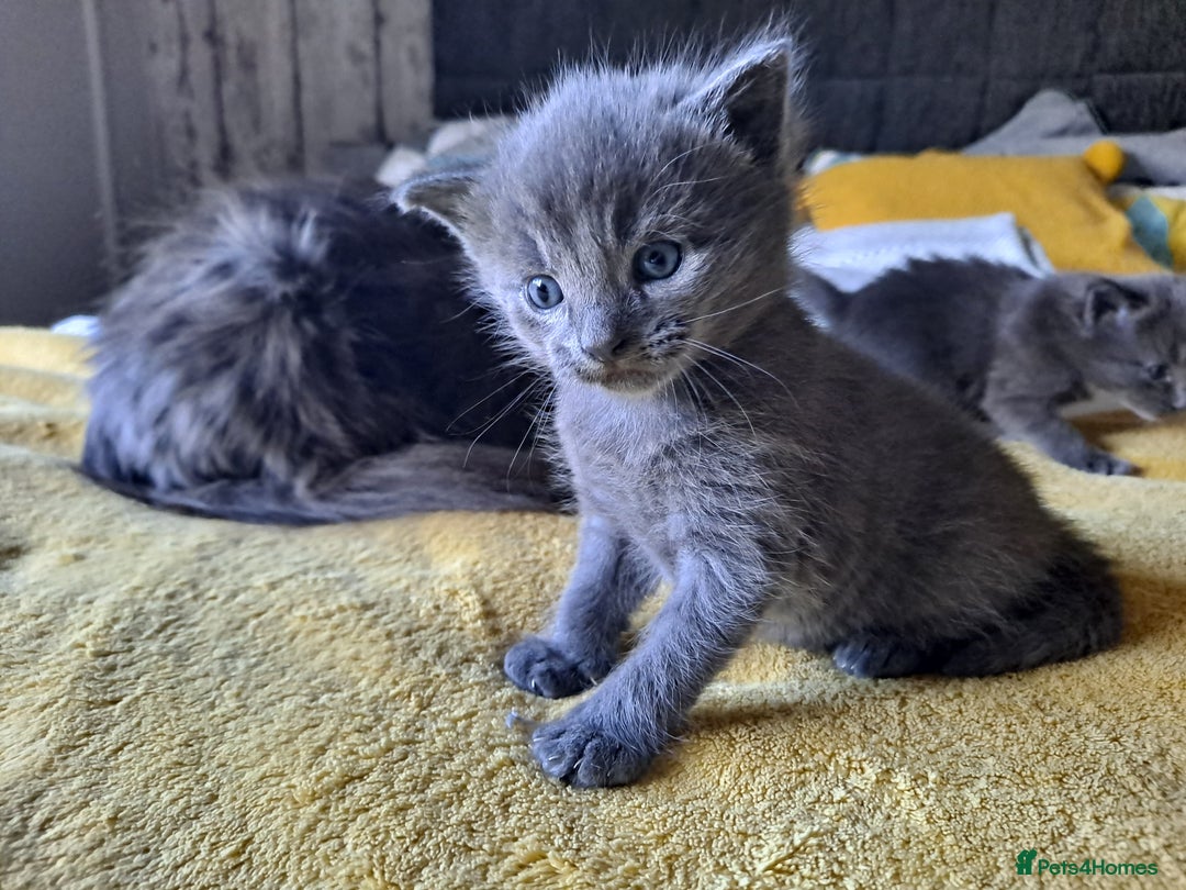 Mixed Breed cats for sale: Beautiful grey fluffy kittens - Image 1