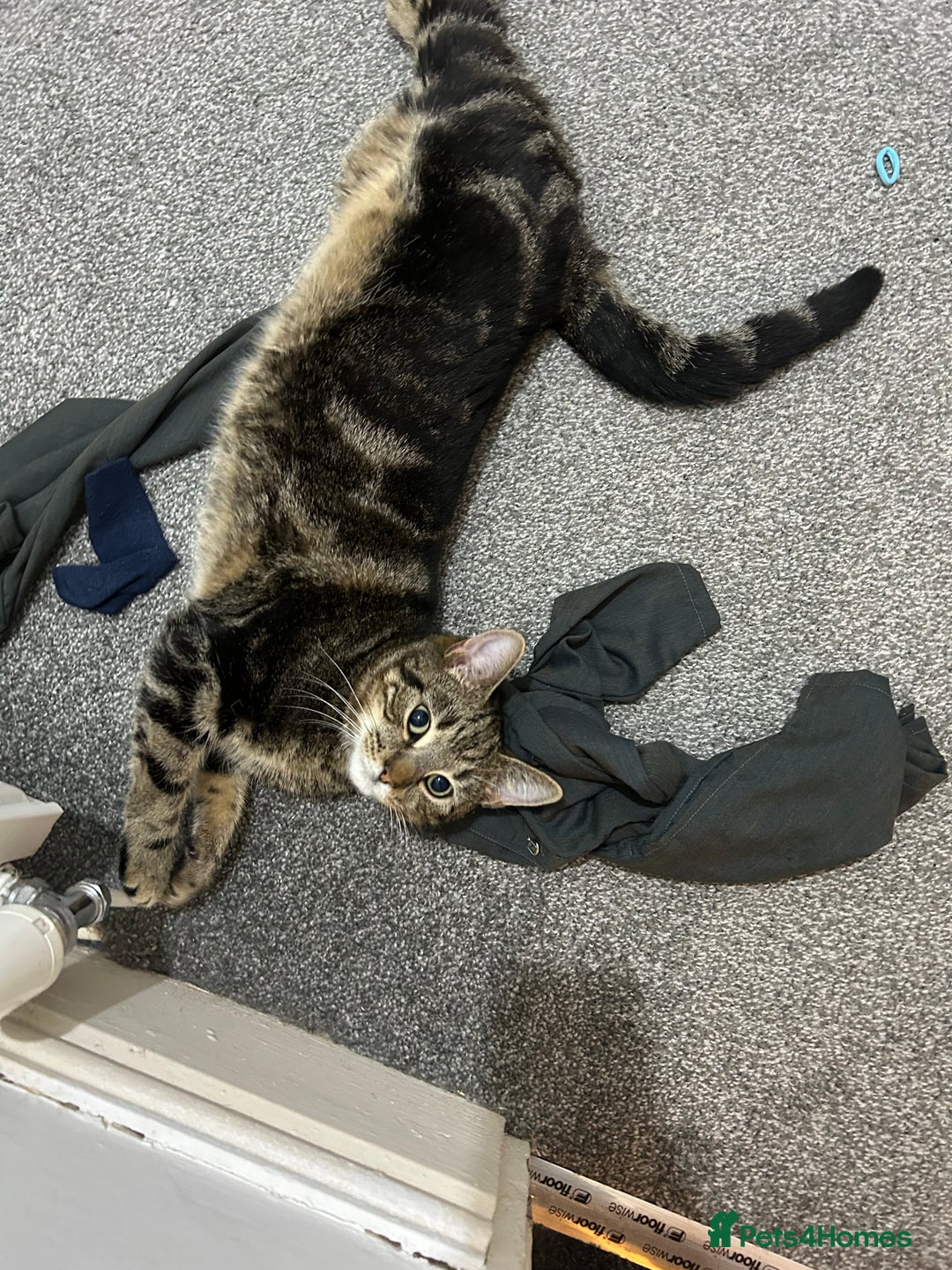 Bengal cats for sale: Male cat  - Advert 2