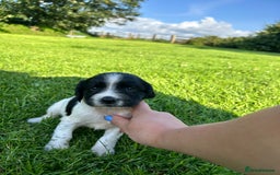 English Springer Spaniel dogs for sale: KC REG ENGLISH SPRINGER SPANIEL - Image 9