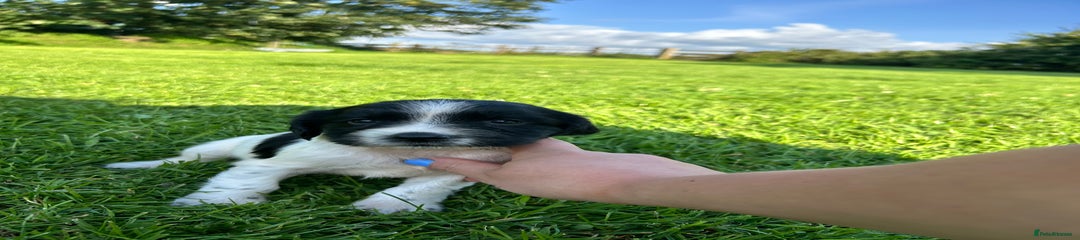 English Springer Spaniel Puppy 10