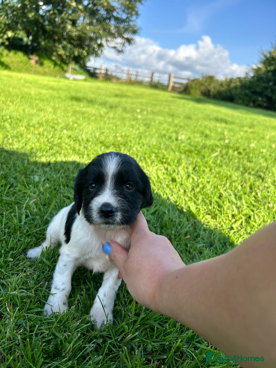 English Springer Spaniel dogs for sale: KC REG ENGLISH SPRINGER SPANIEL - Image 9