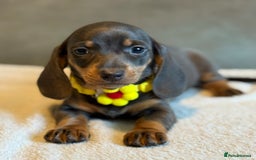 Miniature Dachshund dogs for sale: KC Reg Miniature Dachshund Puppies  - Image 22