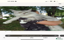 Maine Coon cats for sale: TICA registered russian poly and non poly kittens - Image 10