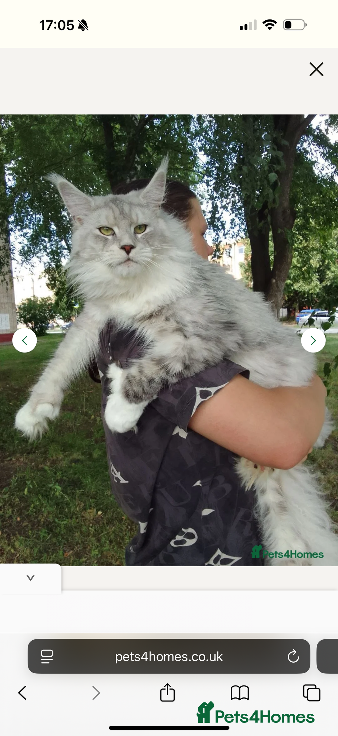 Maine Coon cats for sale: TICA registered russian poly and non poly kittens - Image 10