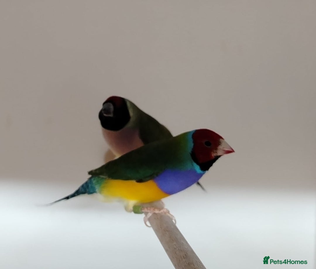 Finches birds for sale: Colourful Gouldian Finches!!! - Advert 5
