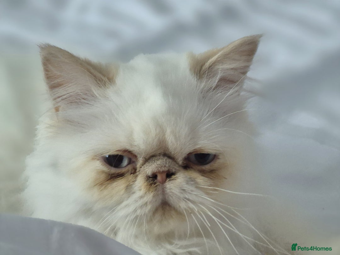 Persian cats for sale: Himalayan Persian kitten - Image 2