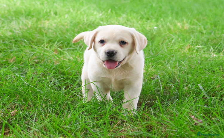 Labrador Retriever dogs - Advert 7