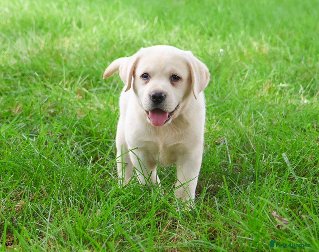 Labrador Retriever dogs for sale: Yellow Labrador Puppy - Image 1