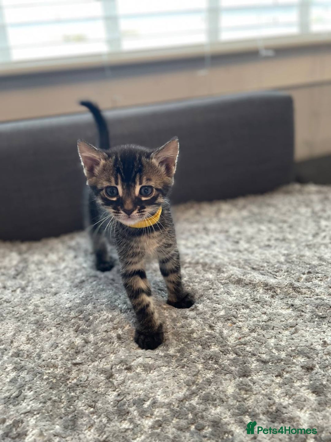 Bengal cats for sale: Charcoal Bengal kitten  - Image 12