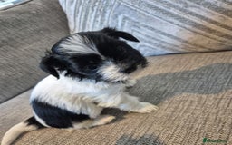 Lhasa Apso dogs for sale: Lhaso Apso Puppies  - Image 19