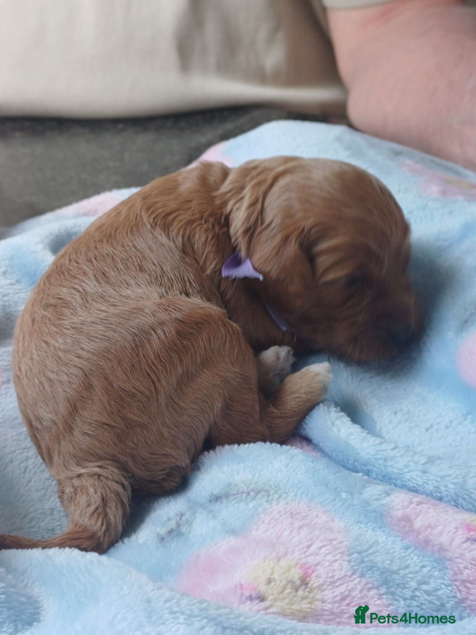Cavapoo dogs APRICOT FIB CAVAPOO BORN- 26/6/26 - Advert 1