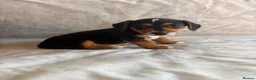 Jack Russell dogs for sale: Miniature Jack Russell puppies  - Advert 9