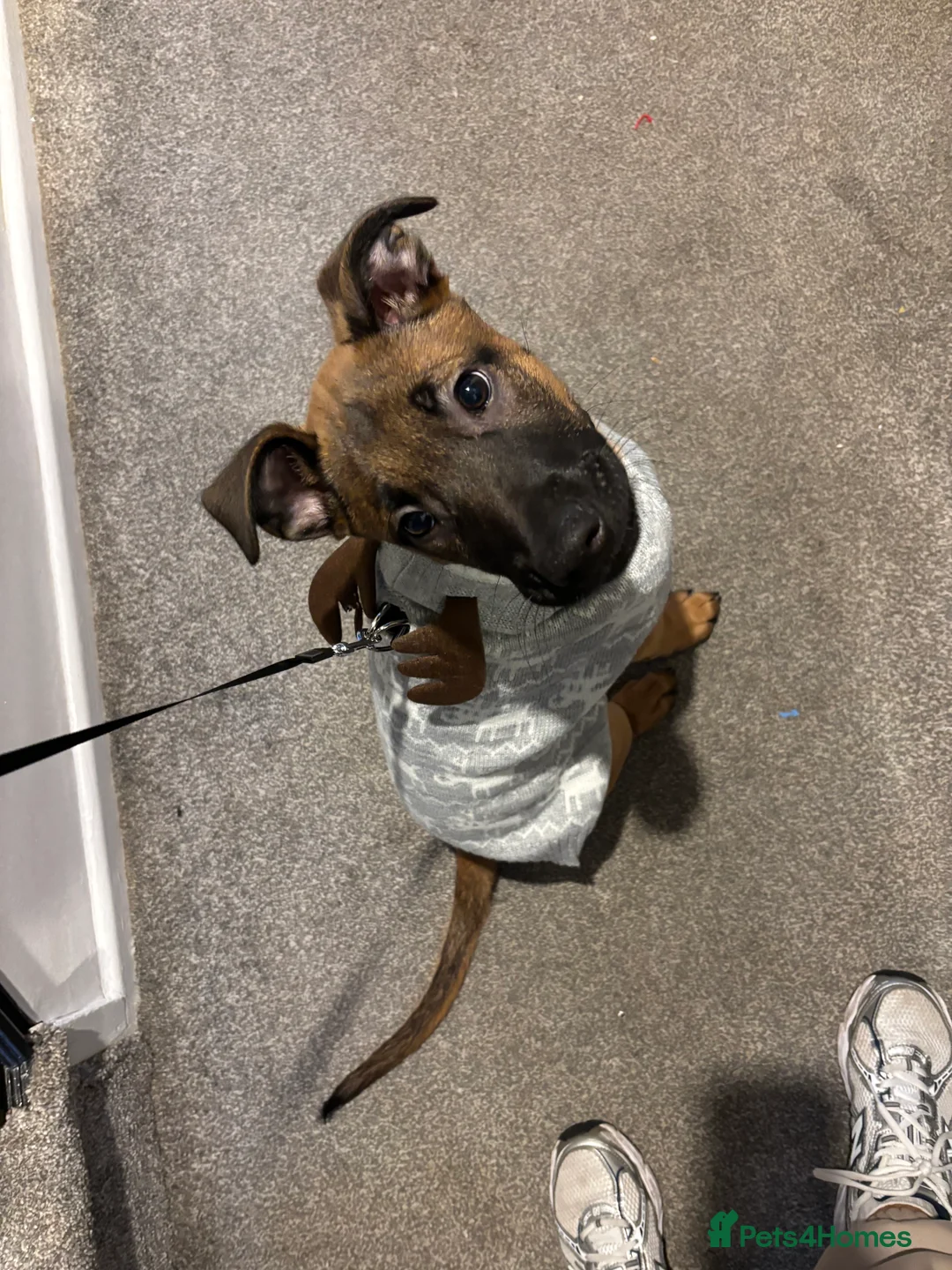 Belgian Shepherd Dog dogs for sale: Belgian Mallinois puppy  - Advert 9