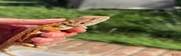 Bearded Dragon reptiles for sale: Red bearded dragon babies - ready for collection! in London - Advert 9