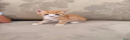 Mixed Breed cats for sale: Kitten for sale  - Advert 7