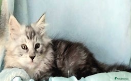 Maine Coon cats for sale: Pure Maine Coon Kittens Looking For A New Home  - Image 8