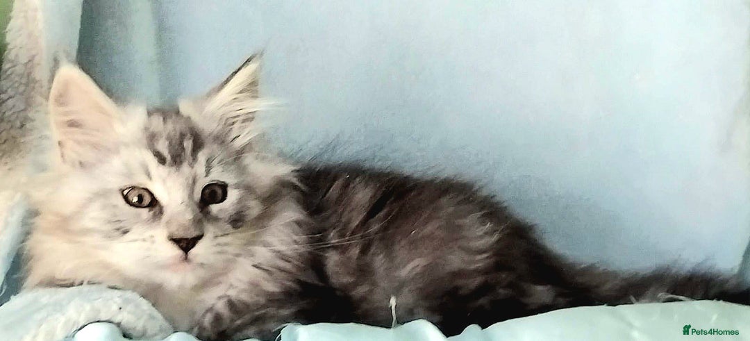 Maine Coon cats for sale: Pure Maine Coon Kittens Looking For A New Home  - Image 8