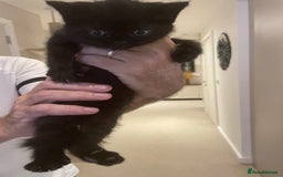 British Shorthair cats for sale: GCCF  black little girl remaining  - Image 6