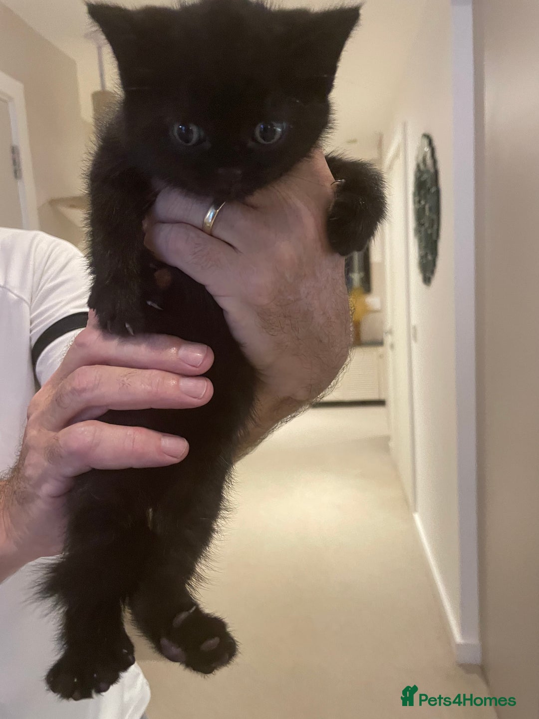 British Shorthair cats for sale: GCCF  black little girl remaining  - Image 6