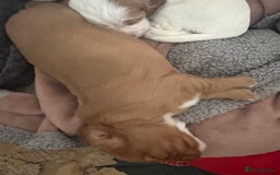 Sprocker dogs for sale: Sprocker puppies for sale - Image 8