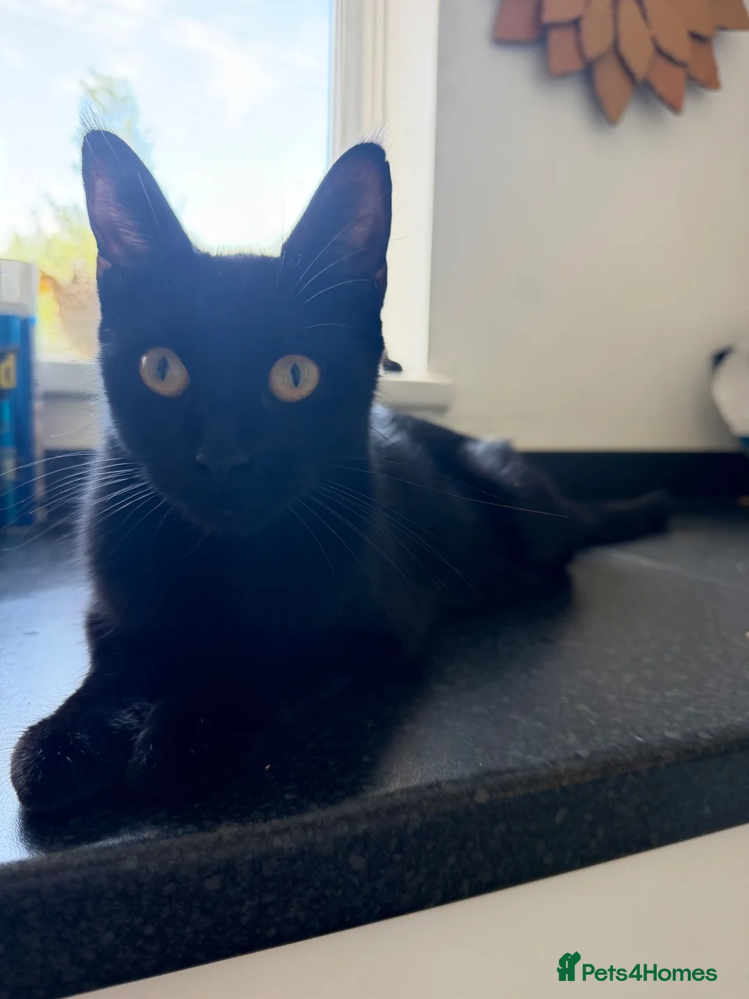 British Longhair cats for sale: Long haired kittens - Advert 2