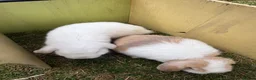 Mini Lop rabbits for sale: 4 mini lops - mixed sex in Sittingbourne - Advert 7