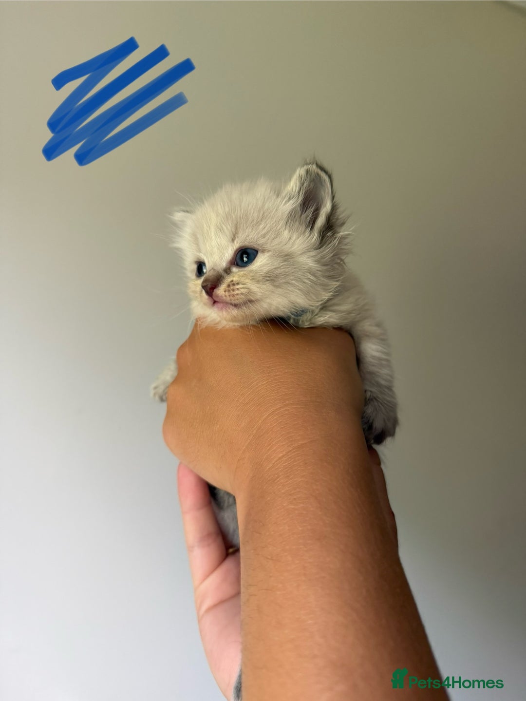 Ragdoll cats for sale: 🐾 Ragdoll kittens - ONE MALE TWO FEMALE LEFT 🐾 - Image 19