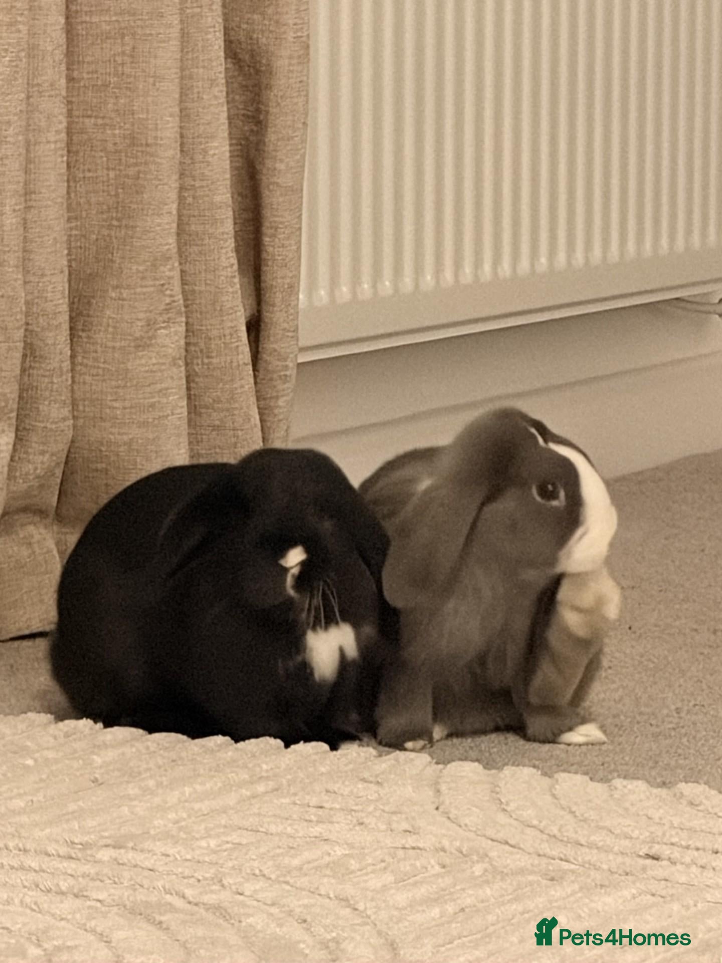 Mixed Breed rabbits for sale: Two lovely male bunnies - Advert 6