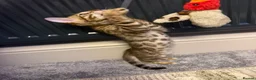 Bengal cats for sale: Bengal kitten  - Advert 3