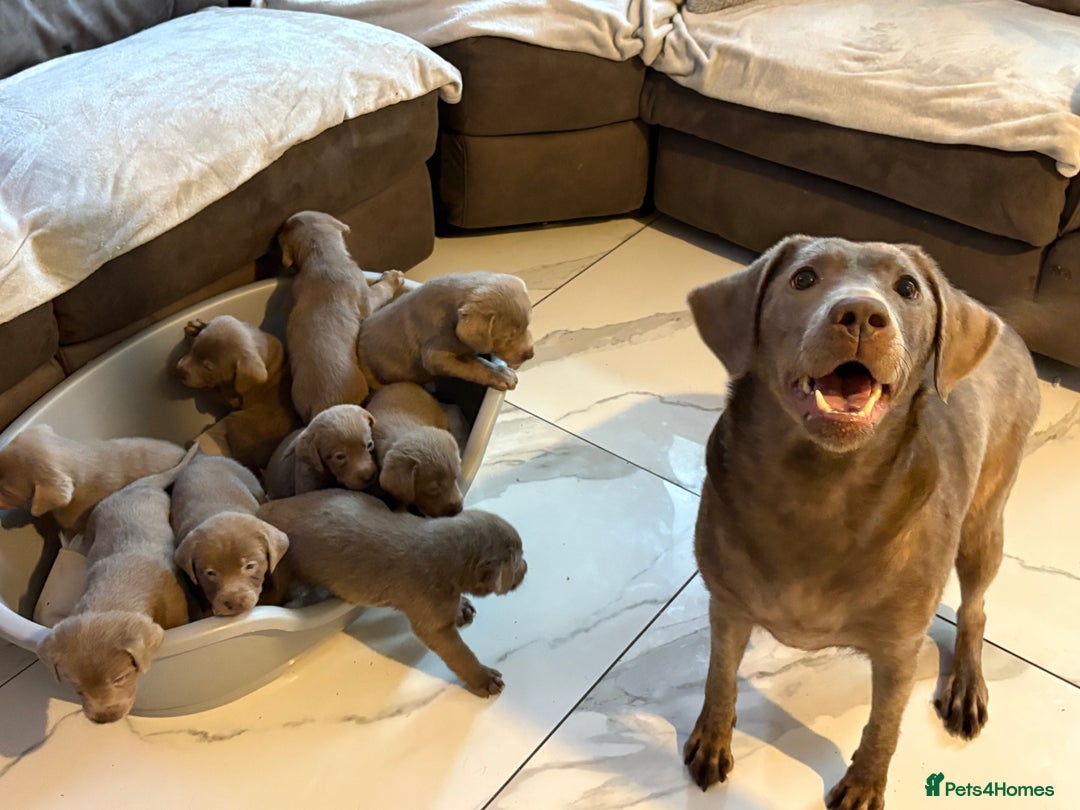 Labrador Retriever dogs for sale: Silver Labrador retriever puppies - Advert 5