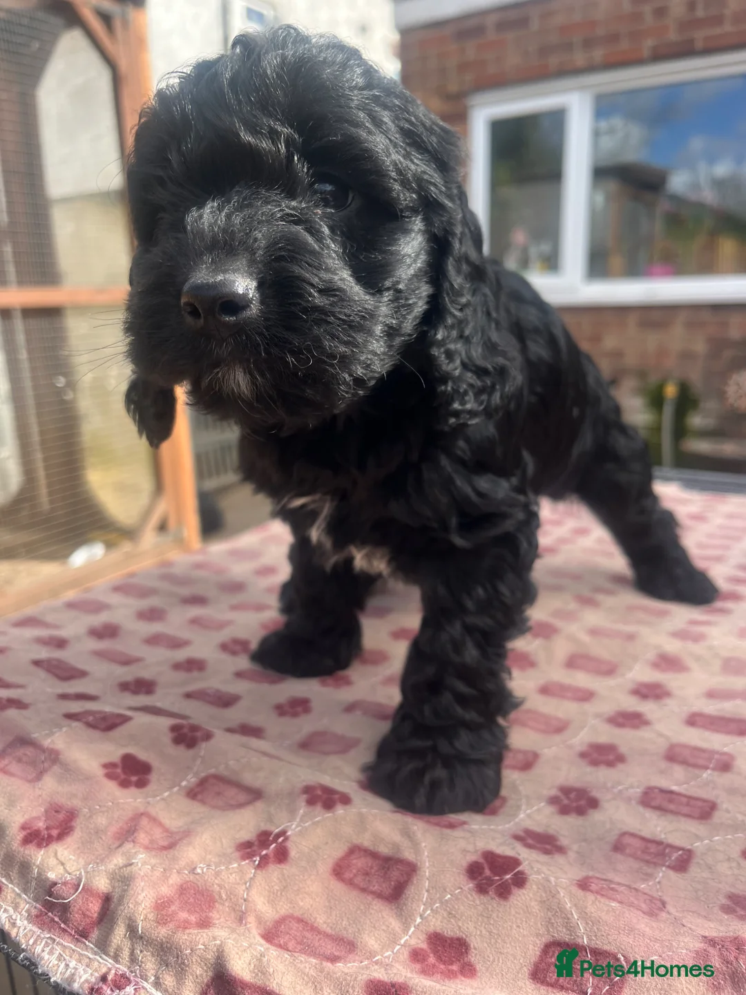 Cockapoo dogs for sale: F1 Cockapoo puppies - Advert 2