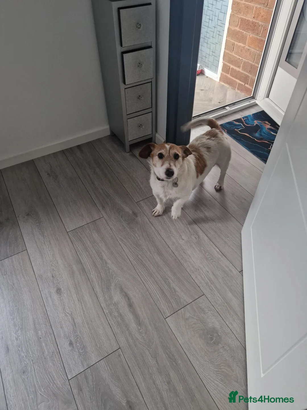 Jack Russell dogs for sale: Jack Russell for rehomeing  - Advert 8