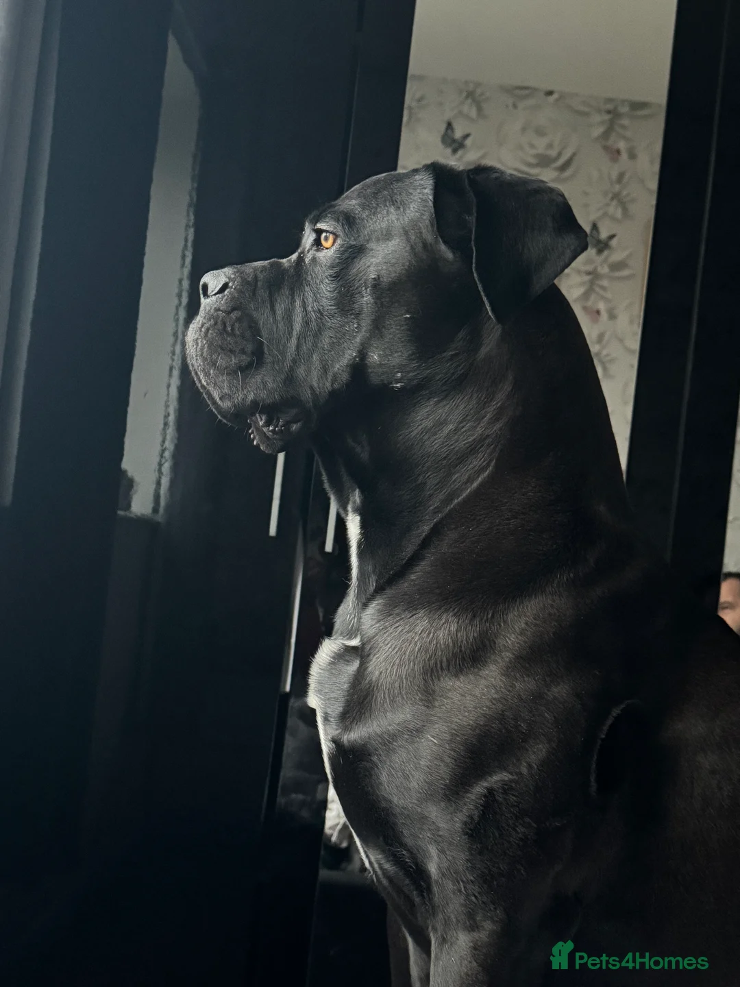 Cane Corso dogs for stud: Roger in Colchester - Advert 10