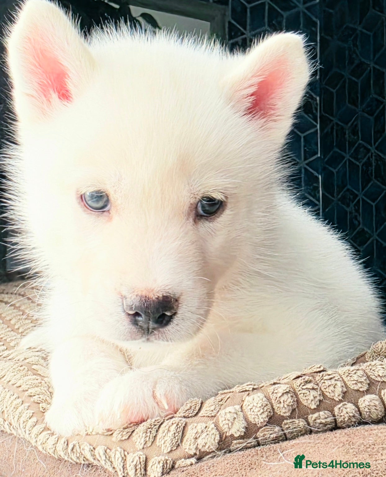 Siberian Husky dogs 1/8 Siberian Husky puppies ready 10th april - Advert 7