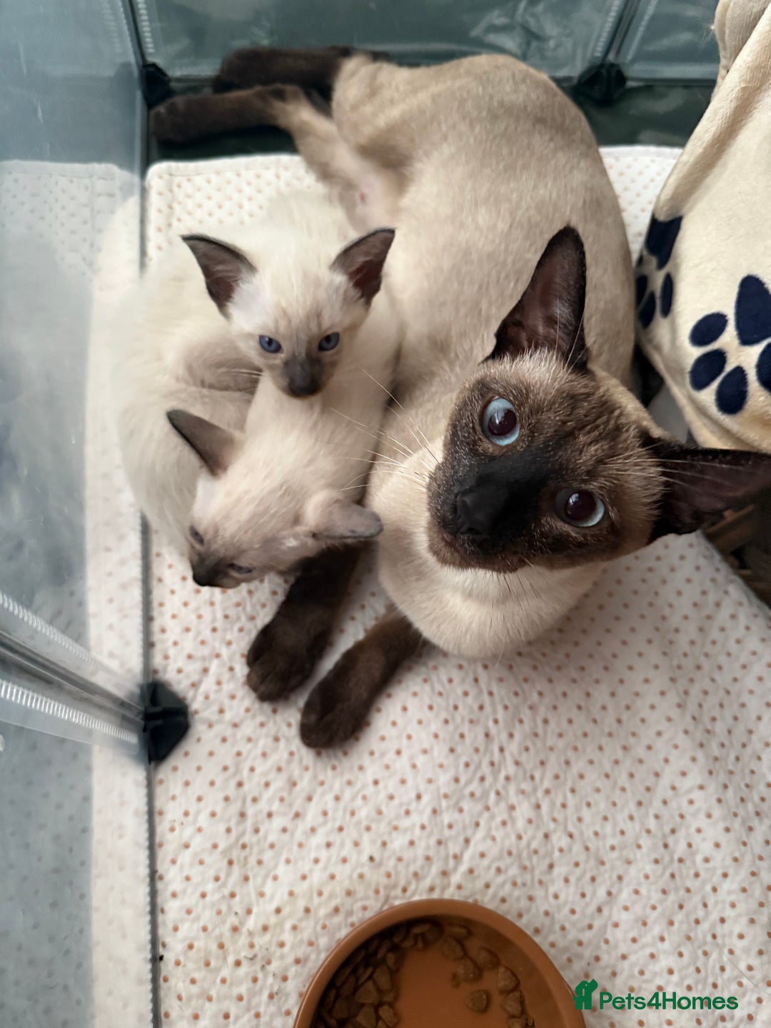 Siamese cats for sale: 2 male sealpoint siamese  - Image 15