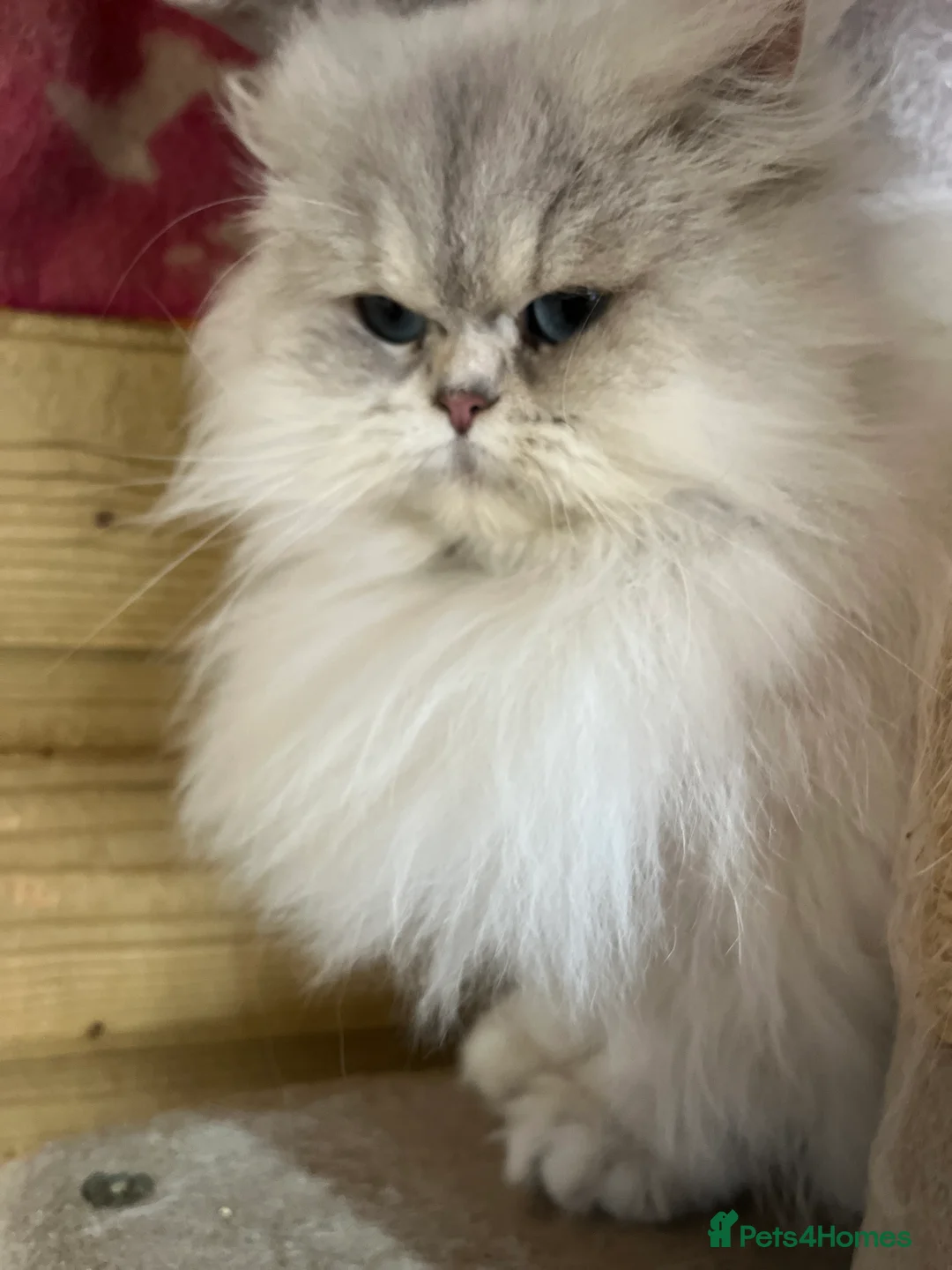 British Longhair cats for sale: Adult female British Longhair - Advert 9